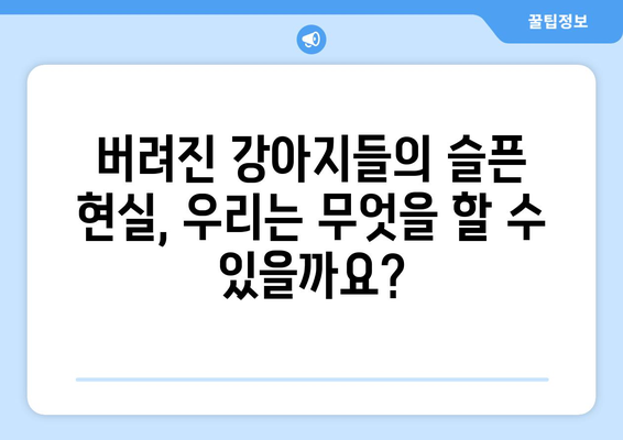 강아지 유기, 잔혹한 현실과 우리의 책임| 더 나은 동물 복지 사회를 향하여 | 유기 동물, 동물 학대, 책임감, 입양